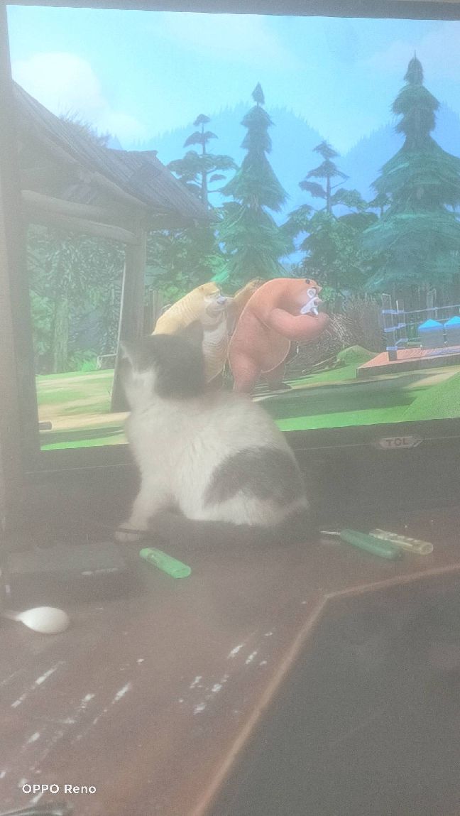 猫图片|宠物猫|猫咪|