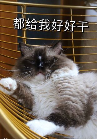 猫图片|宠物猫|猫咪|