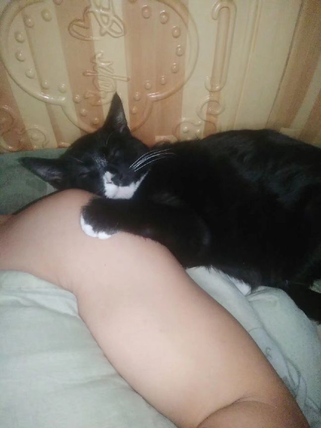 猫图片|宠物猫|猫咪|