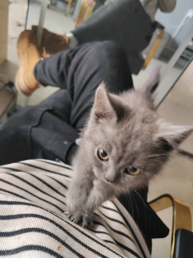 猫图片|宠物猫|猫咪|