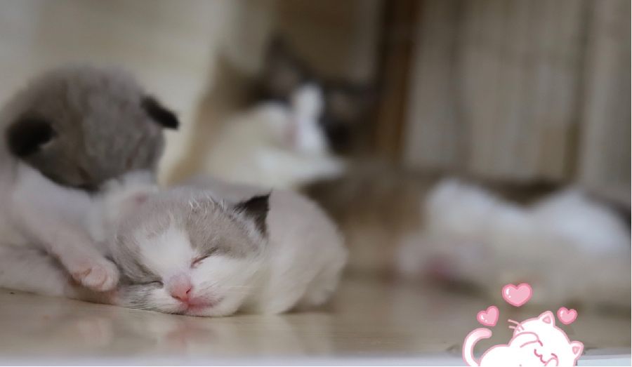 猫图片|宠物猫|猫咪|