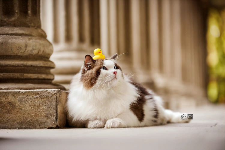 猫图片|宠物猫|猫咪|