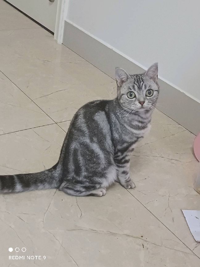 猫图片|宠物猫|猫咪|