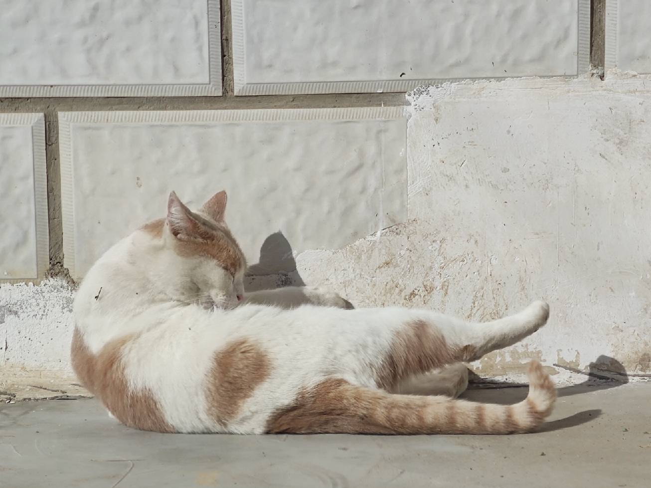 猫图片|宠物猫|猫咪|