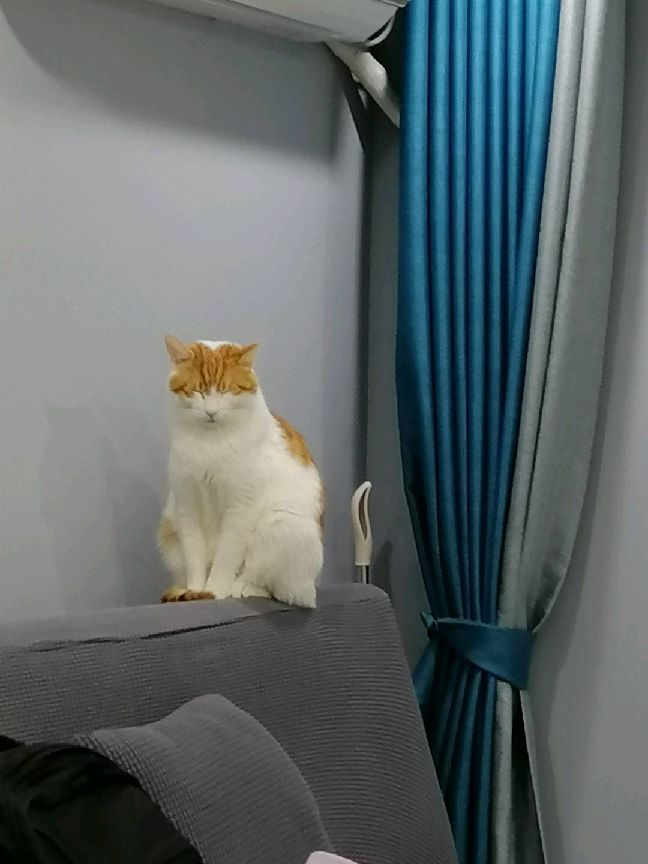 猫图片|宠物猫|猫咪|