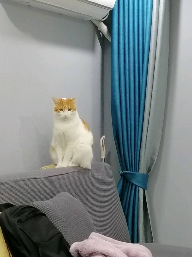 猫图片|宠物猫|猫咪|