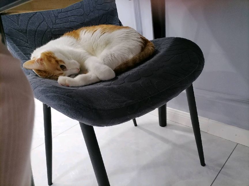 猫图片|宠物猫|猫咪|