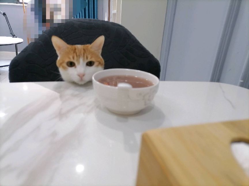 猫图片|宠物猫|猫咪|