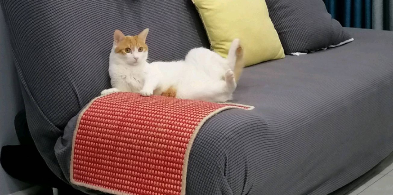 猫图片|宠物猫|猫咪|