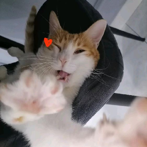 猫图片|宠物猫|猫咪|