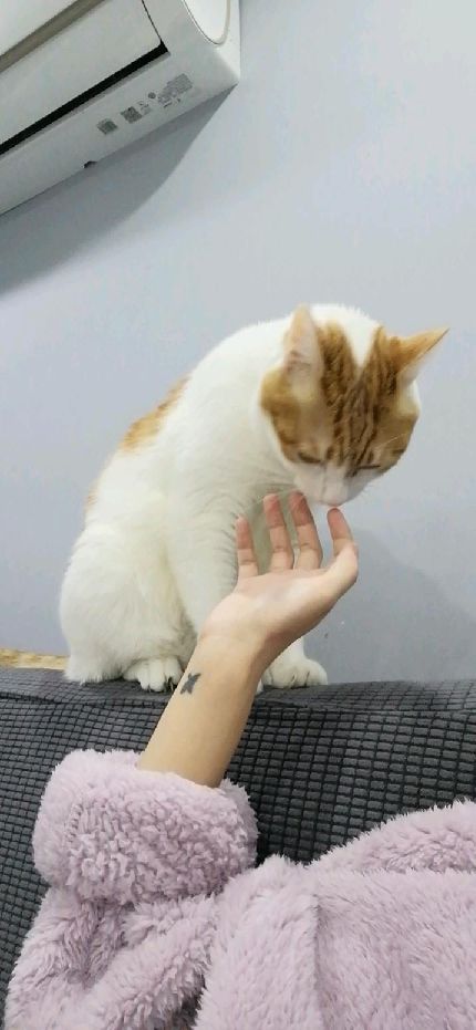 猫图片|宠物猫|猫咪|