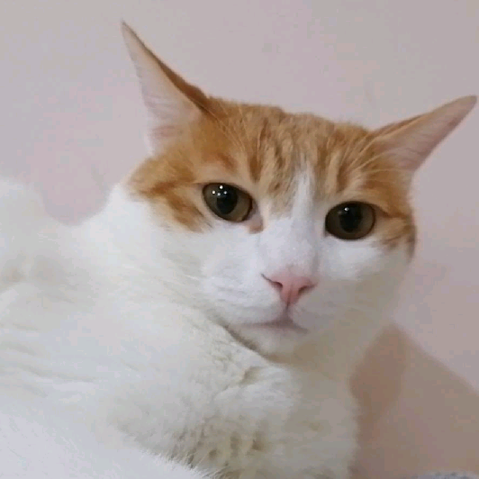 猫图片|宠物猫|猫咪|