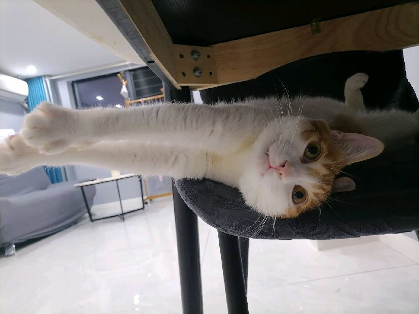 猫图片|宠物猫|猫咪|