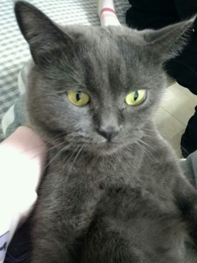 猫图片|宠物猫|猫咪|