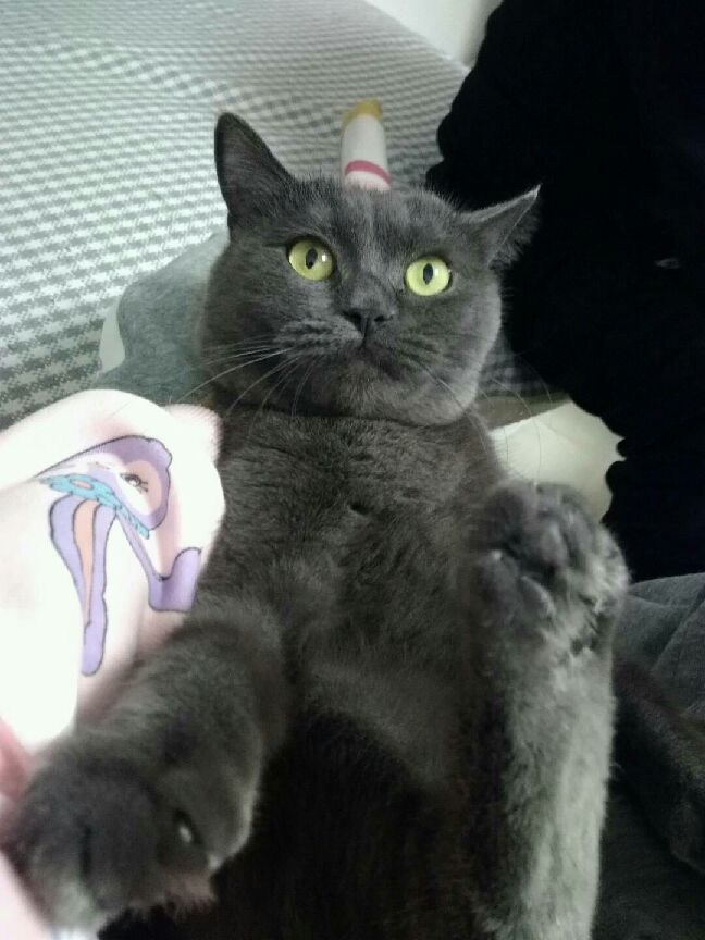 猫图片|宠物猫|猫咪|