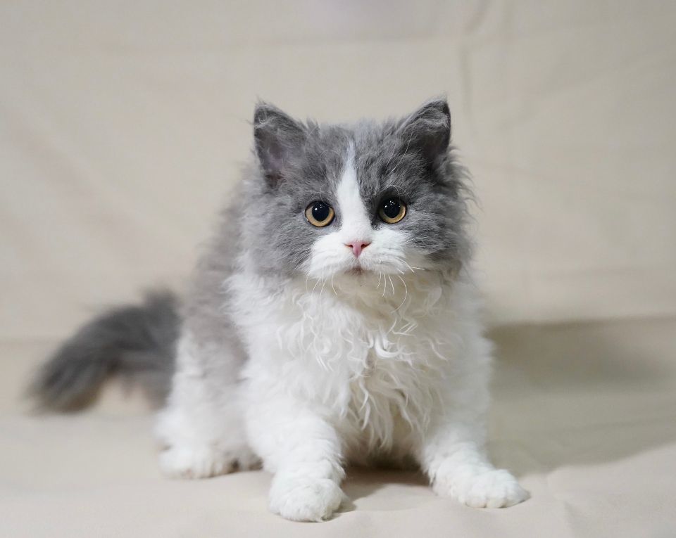 猫图片|宠物猫|猫咪|