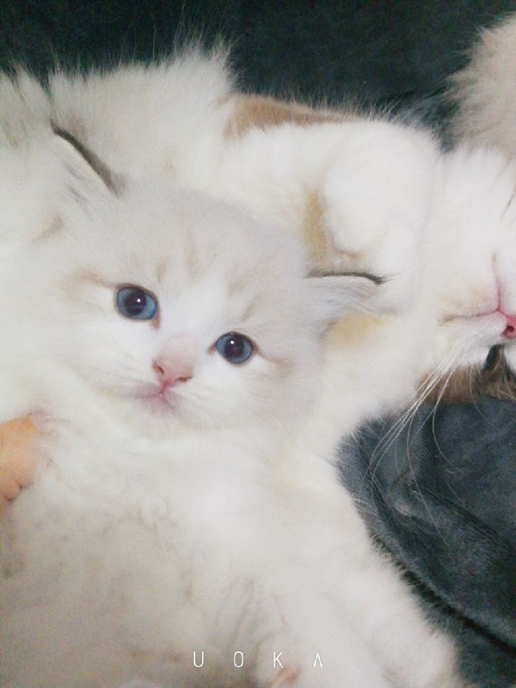 猫图片|宠物猫|猫咪|