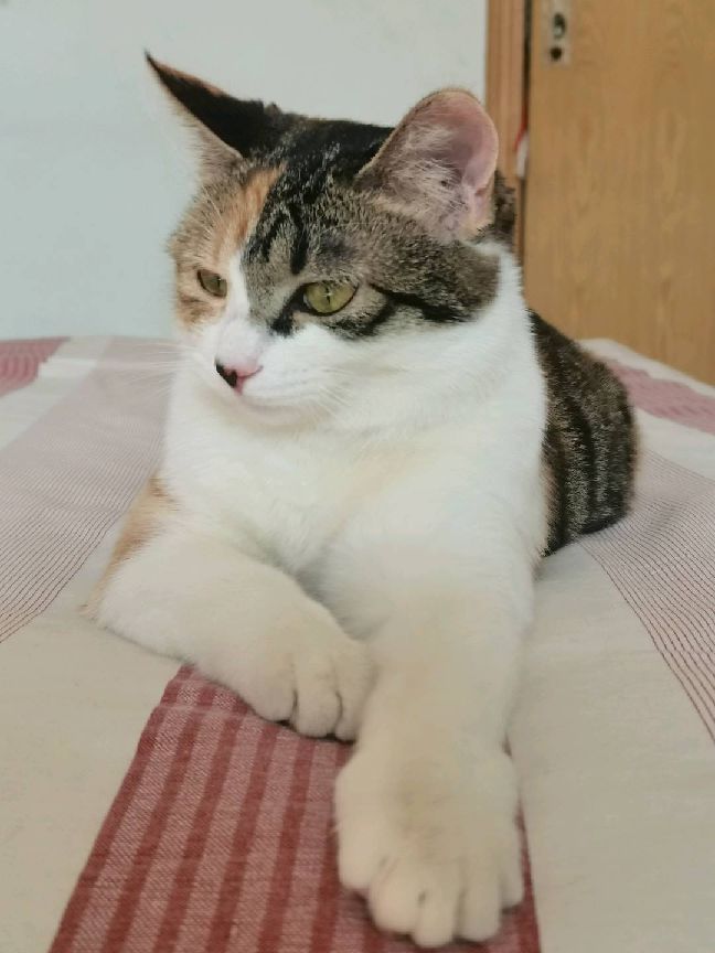 猫图片|宠物猫|猫咪|