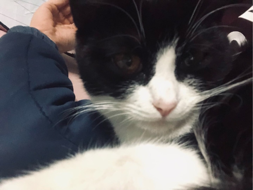 猫图片|宠物猫|猫咪|