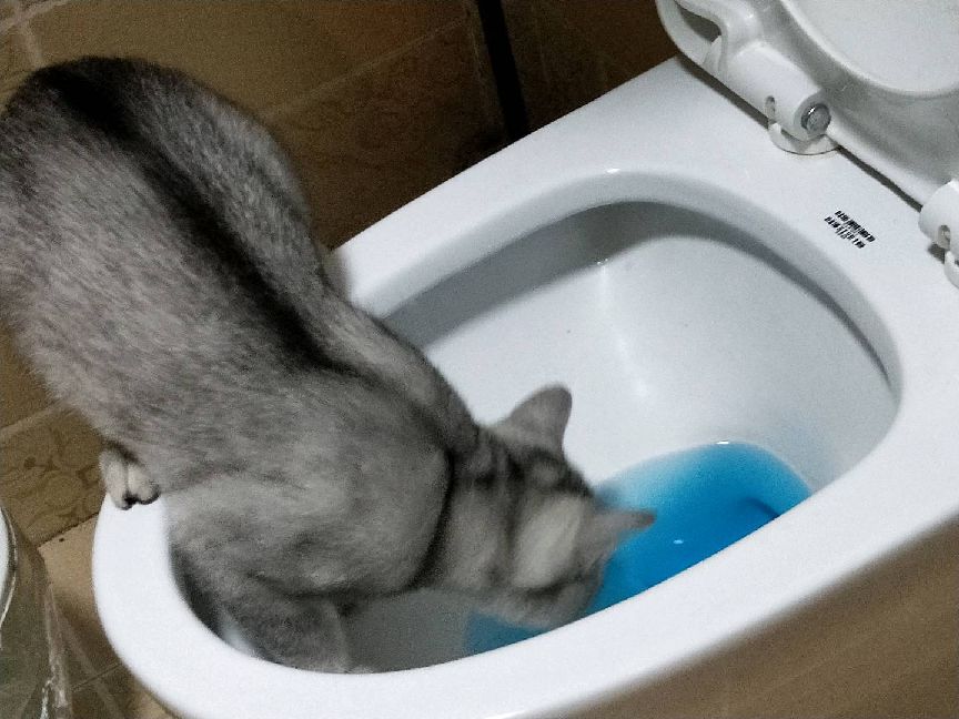 猫图片|宠物猫|猫咪|