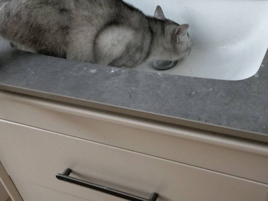 猫图片|宠物猫|猫咪|