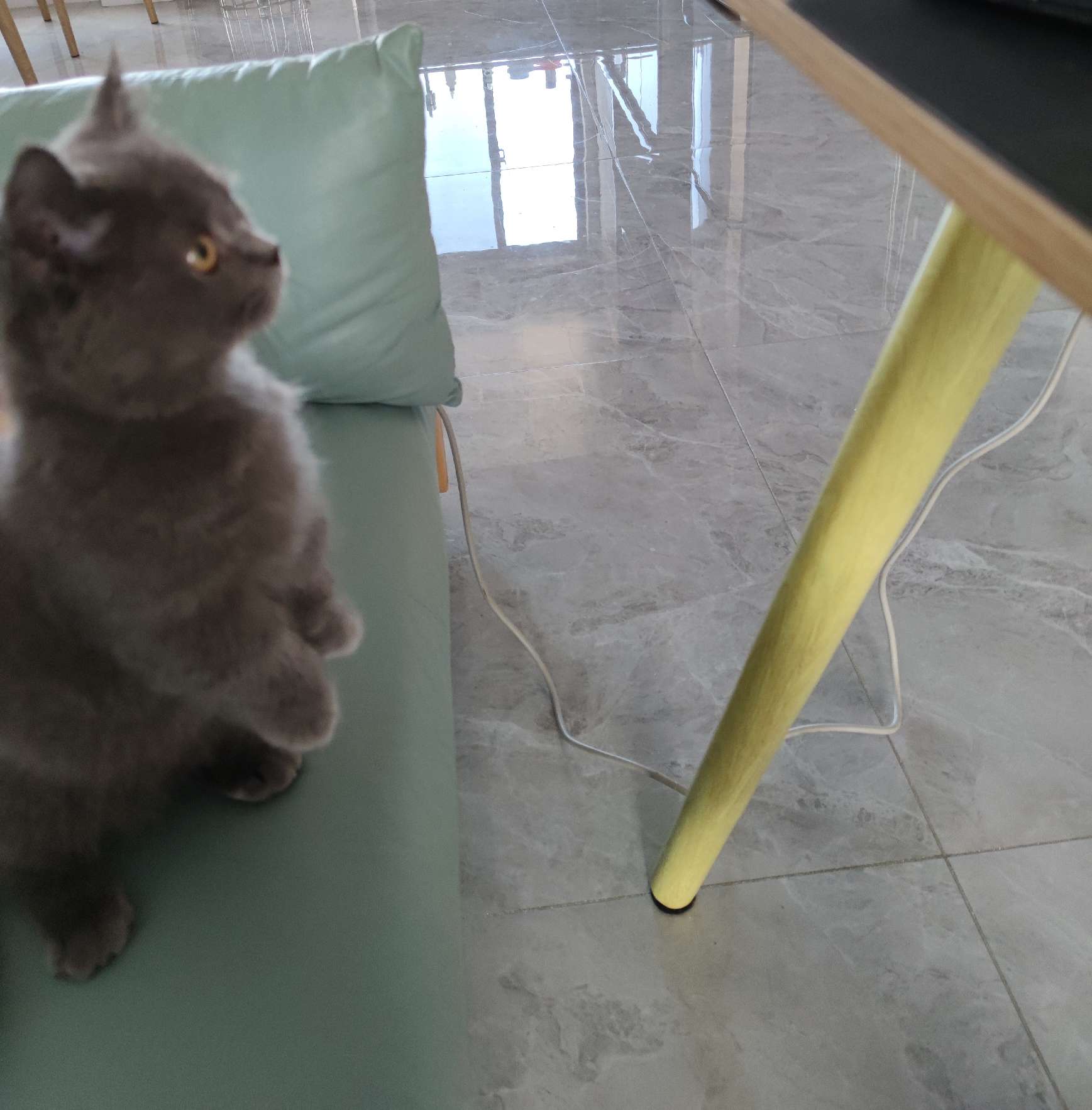 猫图片|宠物猫|猫咪|