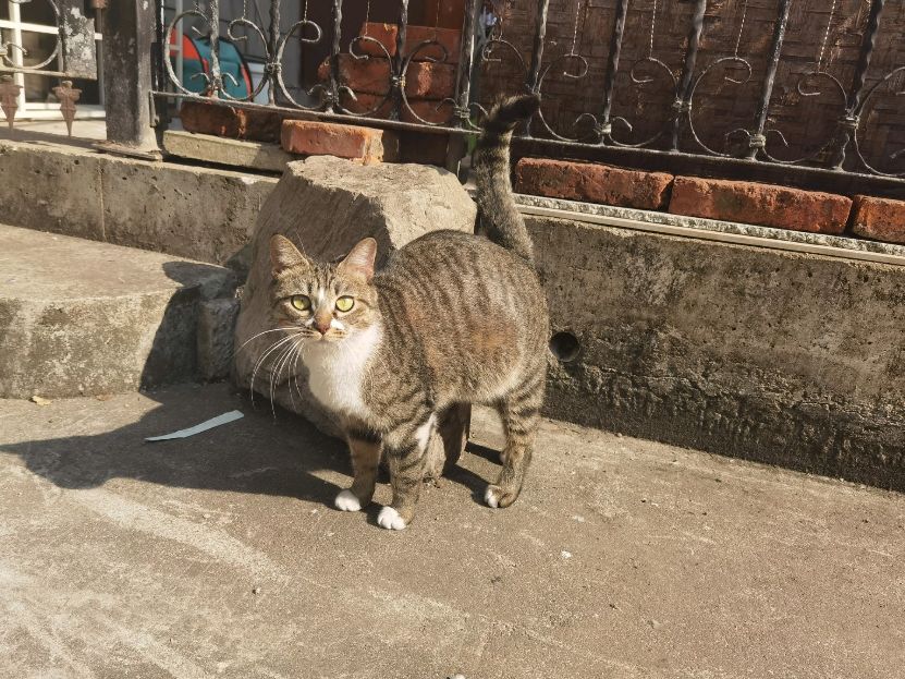 猫图片|宠物猫|猫咪|