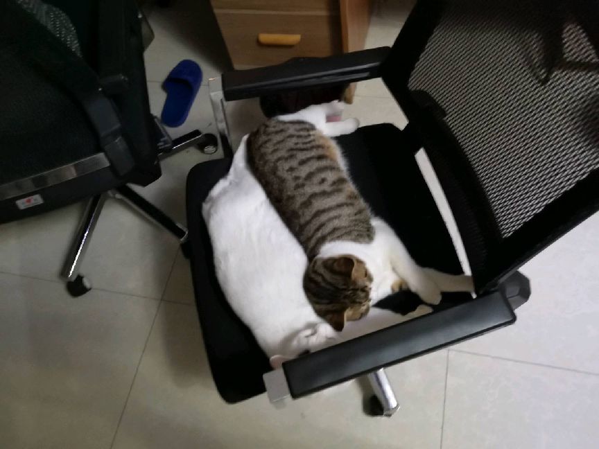 猫图片|宠物猫|猫咪|