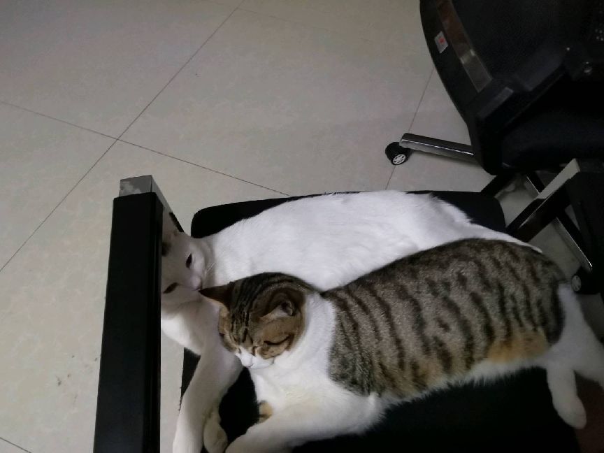 猫图片|宠物猫|猫咪|