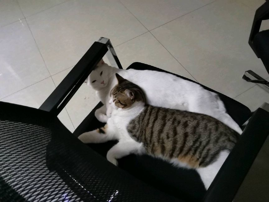 猫图片|宠物猫|猫咪|