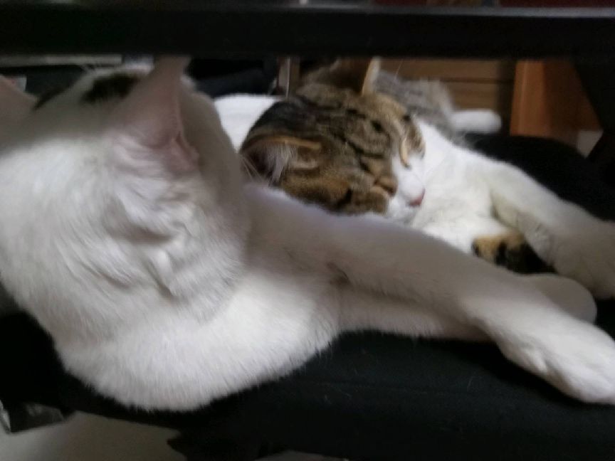 猫图片|宠物猫|猫咪|