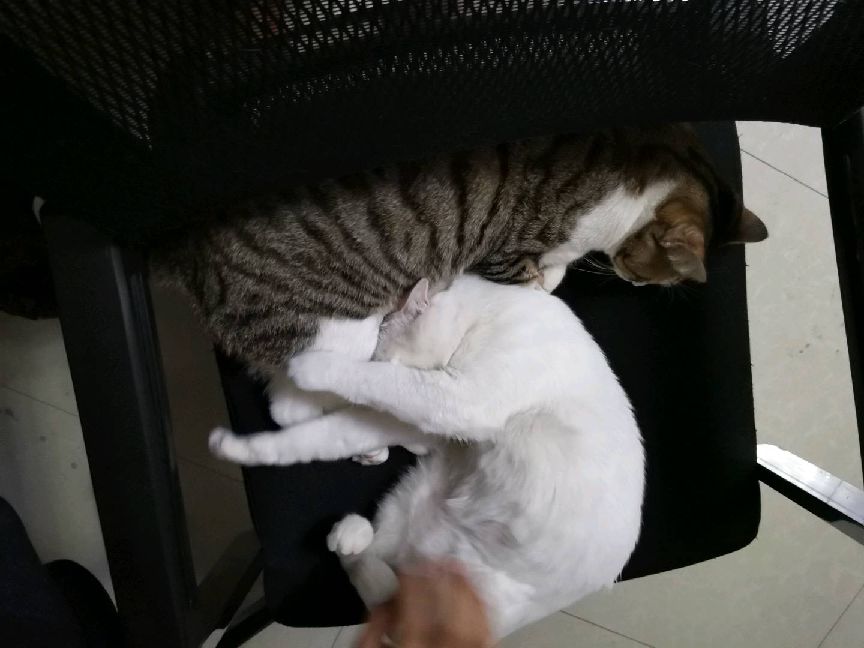 猫图片|宠物猫|猫咪|