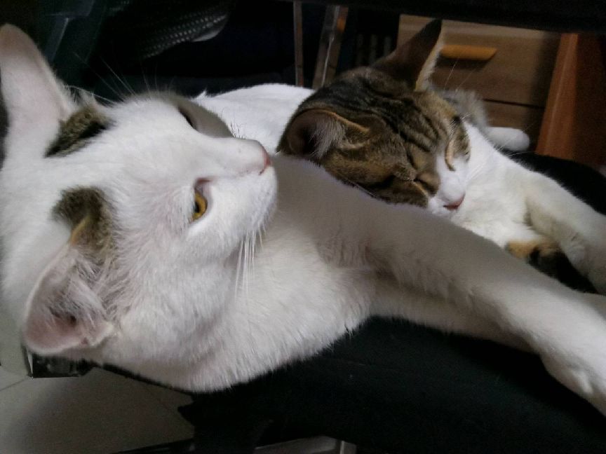 猫图片|宠物猫|猫咪|