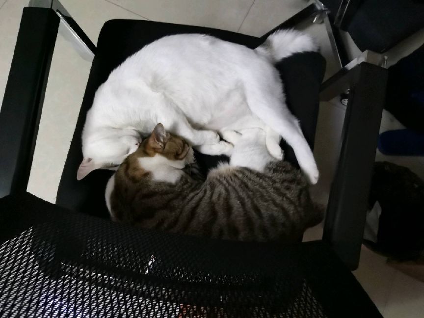 猫图片|宠物猫|猫咪|