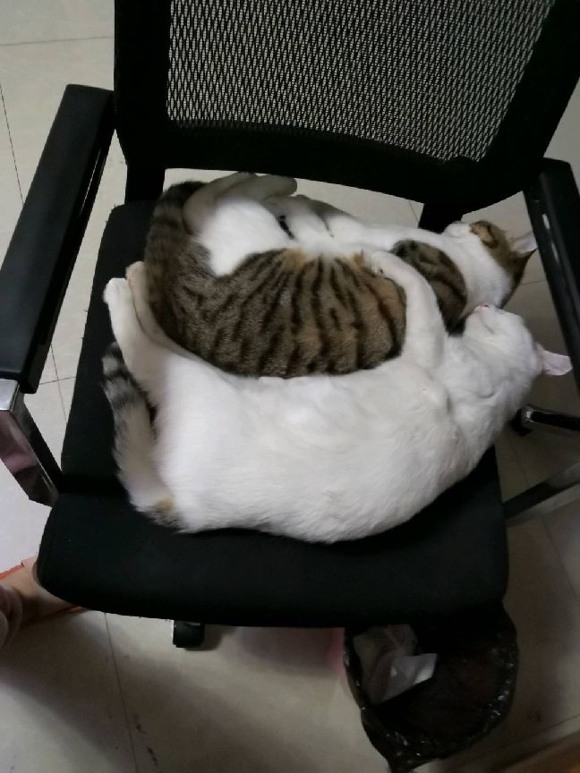 猫图片|宠物猫|猫咪|