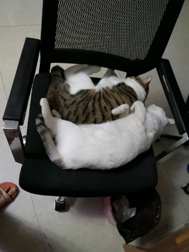 猫图片|宠物猫|猫咪|