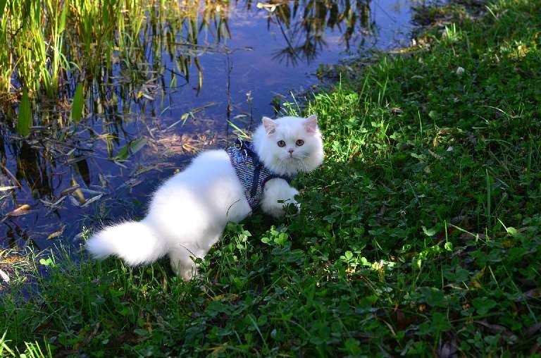 猫图片|宠物猫|猫咪|