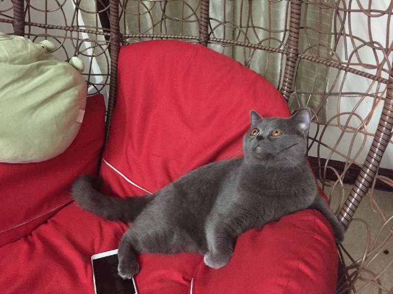 猫图片|宠物猫|猫咪|