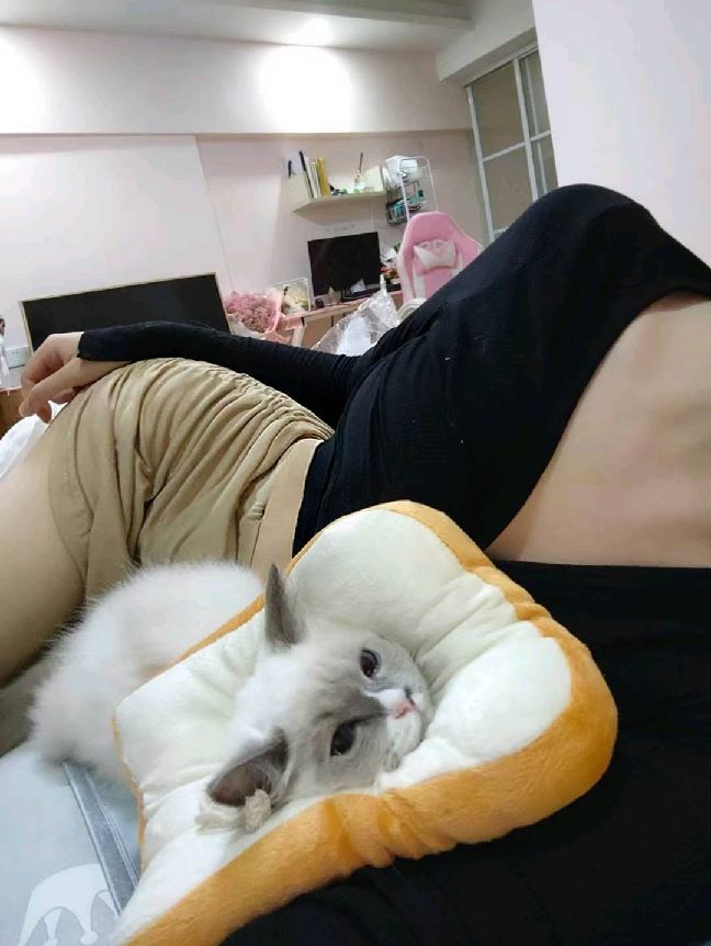 猫图片|宠物猫|猫咪|