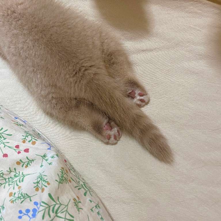 猫图片|宠物猫|猫咪|