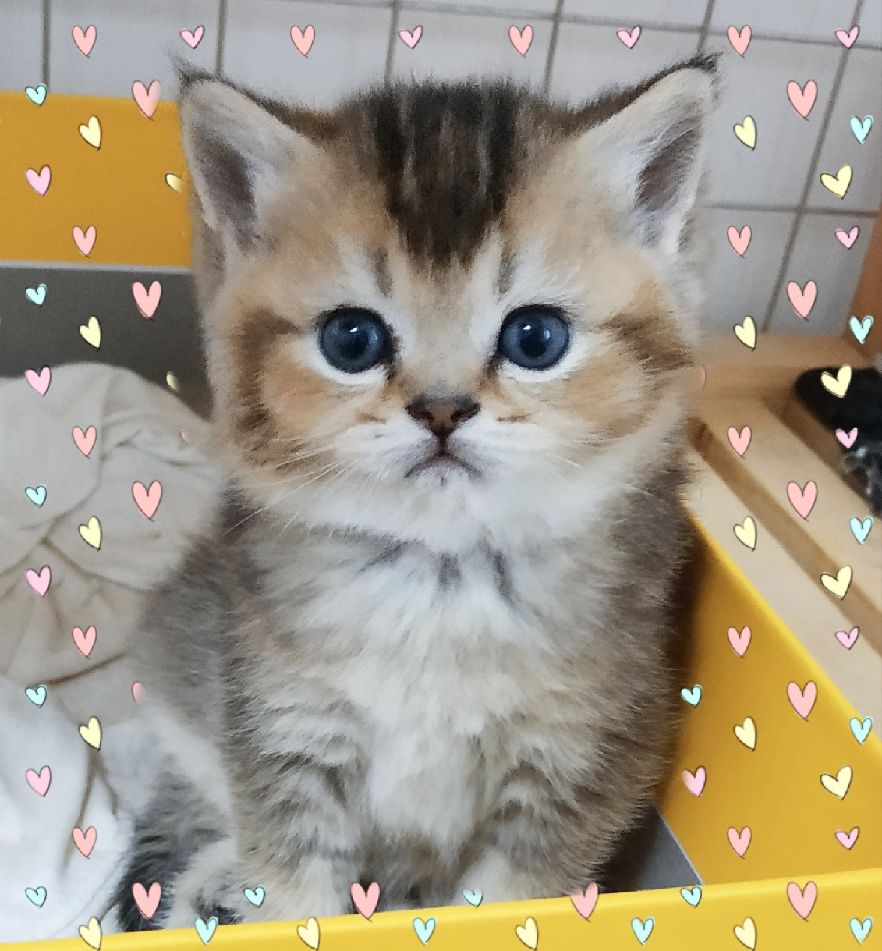 猫图片|宠物猫|猫咪|