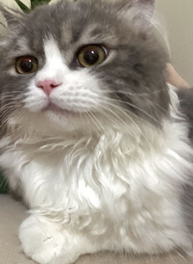 猫图片|宠物猫|猫咪|