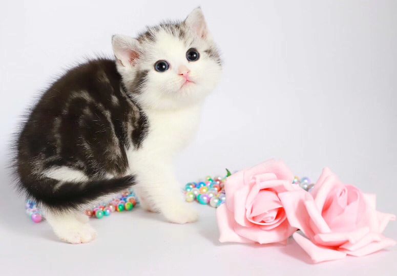 猫图片|宠物猫|猫咪|