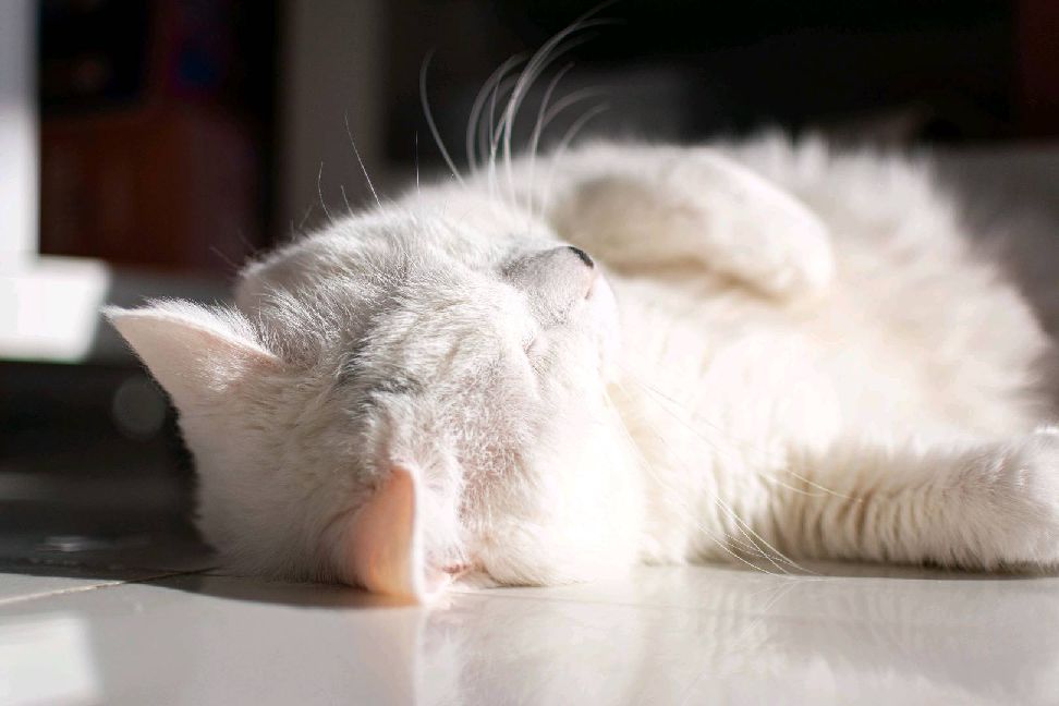 猫图片|宠物猫|猫咪|