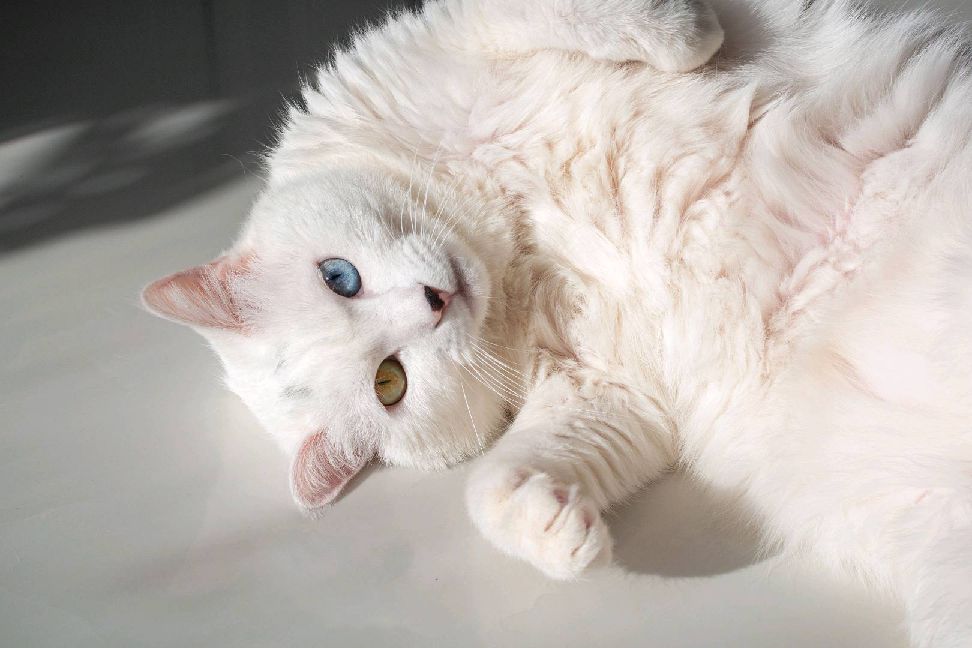 猫图片|宠物猫|猫咪|