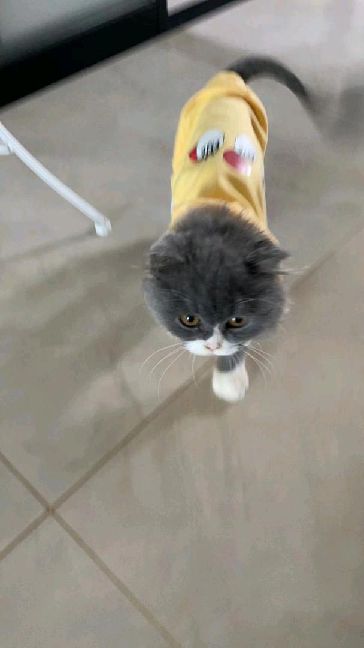 猫图片|宠物猫|猫咪|