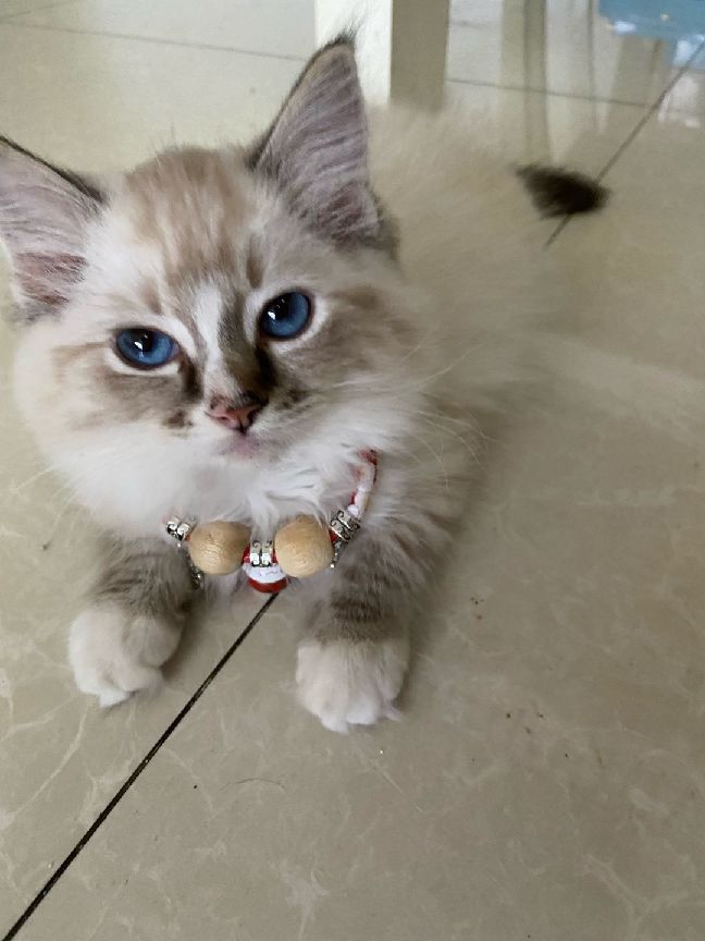 猫图片|宠物猫|猫咪|