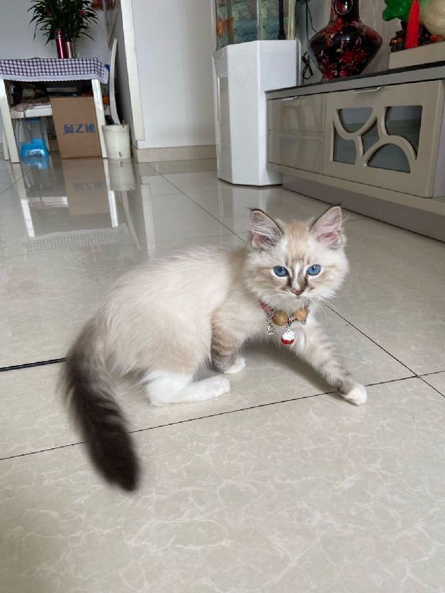 猫图片|宠物猫|猫咪|