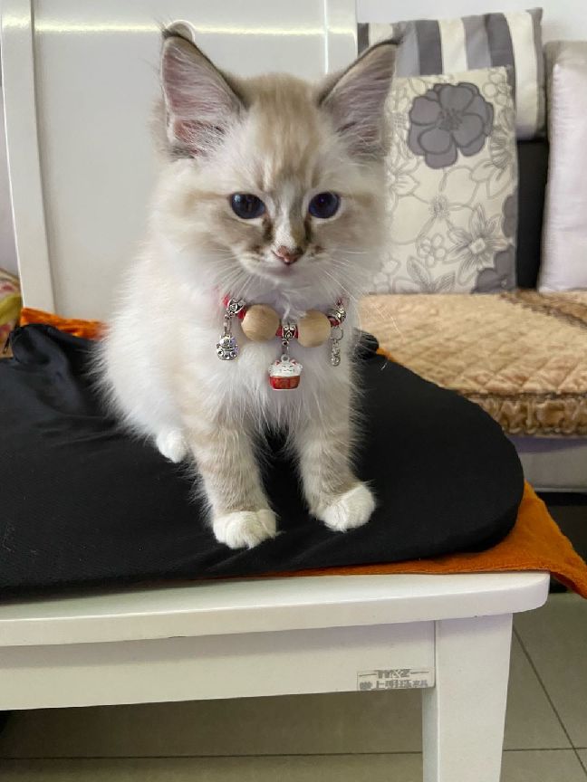 猫图片|宠物猫|猫咪|