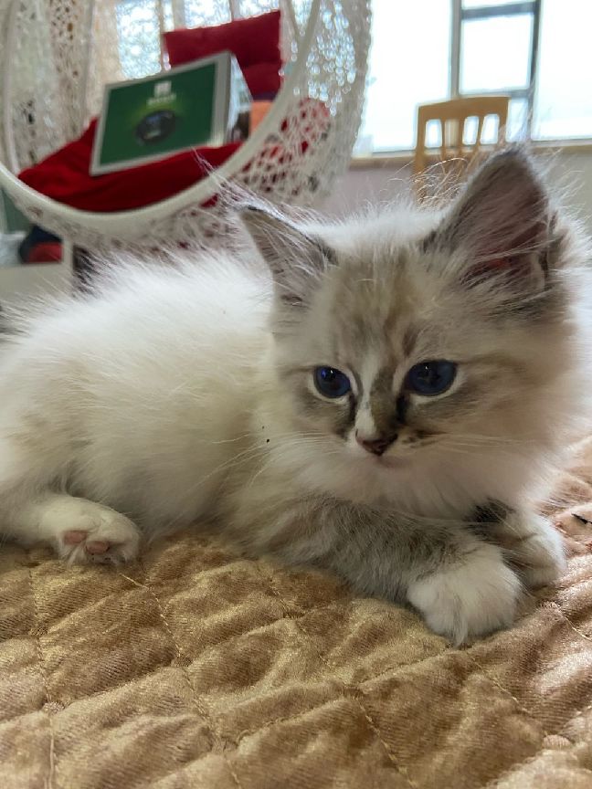 猫图片|宠物猫|猫咪|